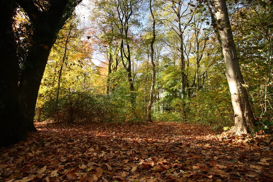 Eichenlaub im Wald