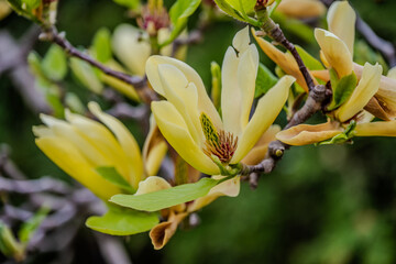 Yellow magnolia blossoms on a tree branch © Emad Aljumah