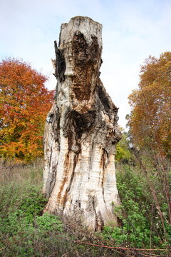 Abgestorbener Ahorn Stamm vor Herbst - Wald