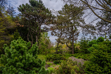 Lush conifer trees in a botanical garden landscape
