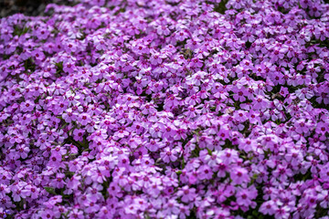 Fototapeta premium Field of pink moss phlox flowers in full bloom