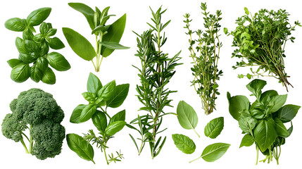 A diverse collection of fresh green culinary herbs including basil, rosemary, thyme, and sage alongside a head of nutritious broccoli isolated  transparent  background