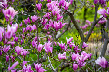 Pink magnolia blossoms on tree branches