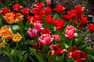 Fototapeta premium Colorful tulip flower bed in spring garden