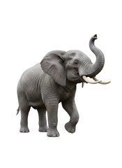 Fototapeta premium Large gray elephant with raised trunk walking against a white background