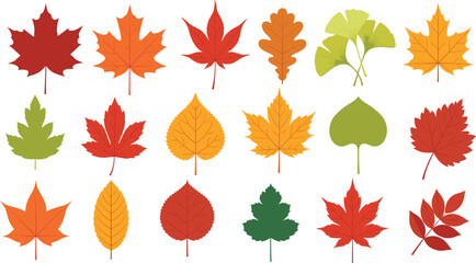 Colorful autumn leaves collection vector illustration with different tree leaf shapes in flat fall seasonal design style