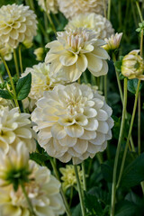 white dahlia Caramel Antique in the sun