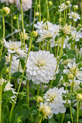 white dahlia Siberia among many flower buds and leaves