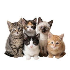 Group of five kittens sitting together in a light setting looking at the camera with curiosity and attention