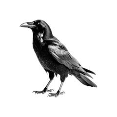 Fototapeta premium Black and white halftone illustration of a raven standing in profile. Minimal dotted graphic style, concept of mystery, darkness, intelligence, gothic symbolism and wildlife art.