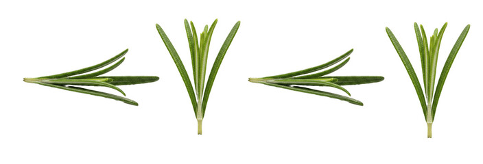 Fresh rosemary sprigs and individual leaves set isolated on white background. Organic aromatic herb branches, culinary spice seasoning, and garden greenery PNG.