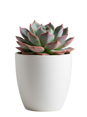 Echeveria succulent with fleshy green and pink-tipped leaves in a minimalist white ceramic pot, isolated on a white background