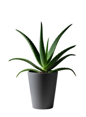 healthy Aloe vera plant with thick, spiked green succulent leaves in a modern dark gray ceramic pot, isolated on a white background