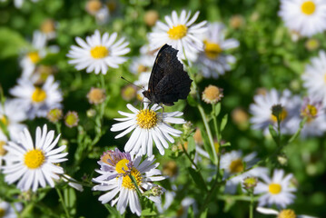 European peacock butterfly (Aglais io) sitting on a daisy in Zurich, Switzerland
