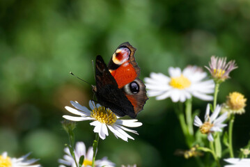 European peacock butterfly (Aglais io) sitting on a daisy in Zurich, Switzerland © Janine