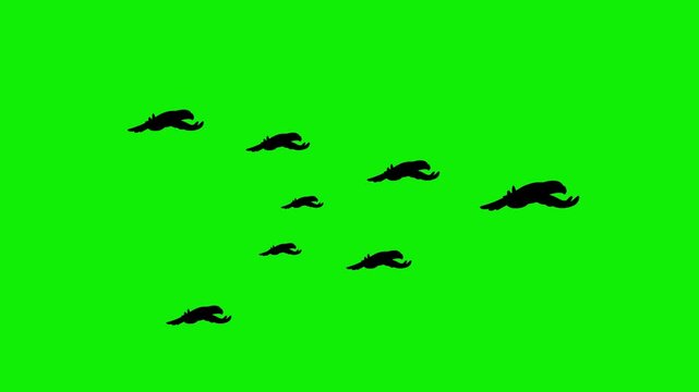 2d black flock of bird flying sky green screen 4k