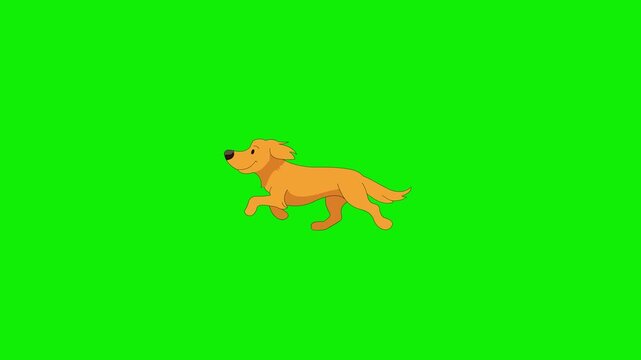 Happy Golden Retriever Dog Running Cute 2D Cartoon Animation on Green Screen 4k