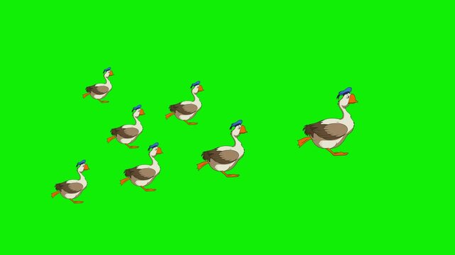 Flock of Cartoon Geese Walking 2D Animation 4k Green Screen