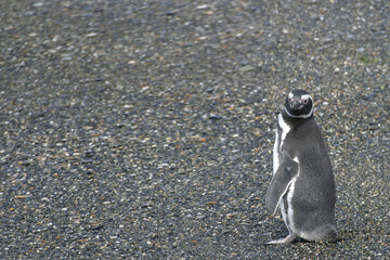 A Magellanic Penguin, Spheniscus magellanicus, from Patagonia, Argentina