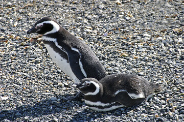 Pair of Magellanic Penguin, Spheniscus magellanicus, from Patagonia, Argentina
