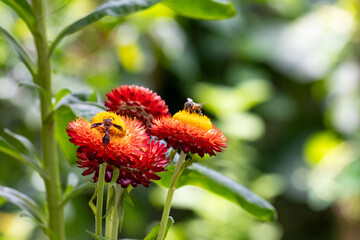 Marimbondo na flor Sempre-viva (Xerochrysum bracteatum) vermelha. Jardim