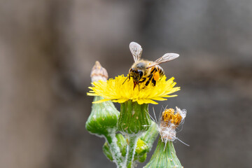 Abelha na flor da Serralha, serralha-branca ou serrallha-macia (Sonchus oleraceus)