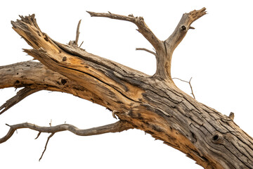 A close-up of a dead tree branch, showcasing its rough, weathered texture and broken ends. The branch is isolated on a white background, highlighting its intricate details.