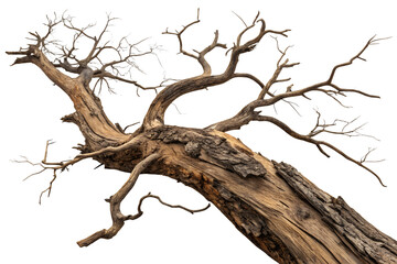 A detailed image of a bare tree branch with a thick trunk and multiple smaller branches, set against a plain white background.
