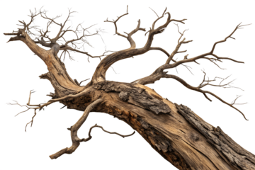 A detailed image of a bare tree branch with a thick trunk and multiple smaller branches, set against a plain white background.
