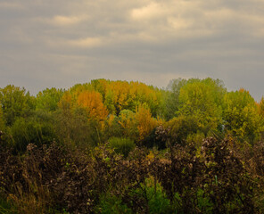 Fototapeta premium autumn in the forest