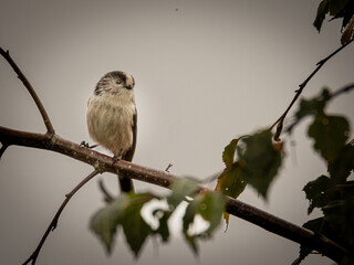 bird on a branch © Jefferspics