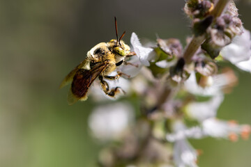 Abelhas-de-antenas-longa.  Melissodes rivalis