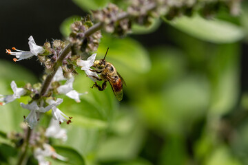 Abelhas-de-antenas-longa.  Melissodes rivalis