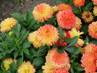 Vibrant dahlia blossoms in warm colors surrounded by green foliage. Summer nature motif with copyspace.