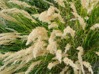 Silver Oat Grass Achnatherum calamagrostis Ornamental Grass Flower. Close-Up