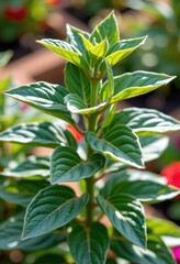 Obraz premium A healthy, verdant plant with subtle yellowing leaves, hinting at sunshine and growth, texture, agriculture