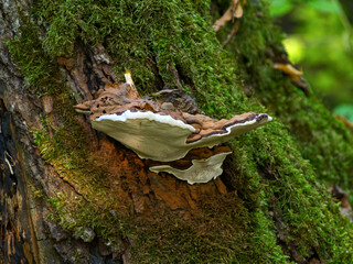 This fungus (Ganoderma applanatum) is a common pathogen causing wood rot in forests. It is characterized by an unpolished, furrowed and lumpy, dull brown cap surface.