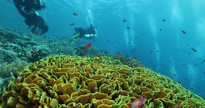 Group of divers swims over a multi-colored coral reef in a tropical sea, full of lots of marine life, colorful fish, and soft and hard corals. Practicing underwater sports. Diving underwater vacation.