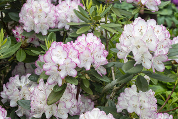 Rhododendron