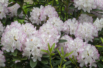 Rhododendron