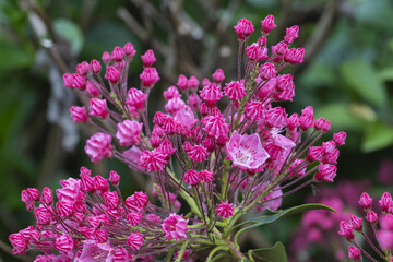 Kalmia latifolia