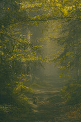 Waldweg im Nebel mit Hund im gegenlicht