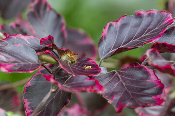 Callimorpha quadripunctaria. Fagus sylvatica 'Purpurea Tricolor'