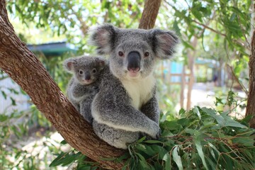 Fototapeta premium Koala bear and cub resting in tree branches daytime wildlife portrait