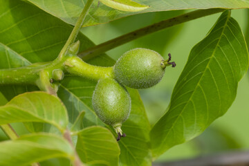 Walnut tree