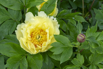 Paeonia