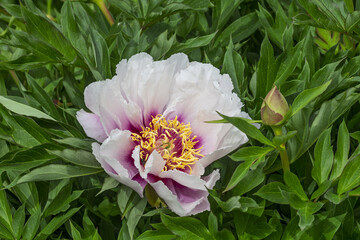 Paeonia