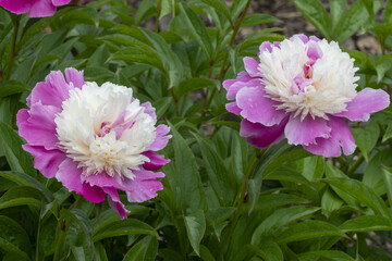Paeonia