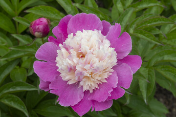 Paeonia