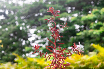 Rare Red Lohansung Pine Plant, Podocarpus Macrophyllus Red Leaf Variety, Exotic Ornamental Japanese Yew with Unique Reddish Foliage for Zen Garden and Premium Landscape